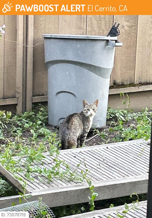 Found/Stray Unknown Cat last seen Central and Carlson/Yosemite Ave, El Cerrito, CA 94530