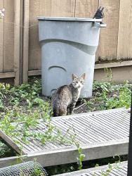 Found/Stray Unknown Cat last seen Central and Carlson/Yosemite Ave, El Cerrito, CA 94530
