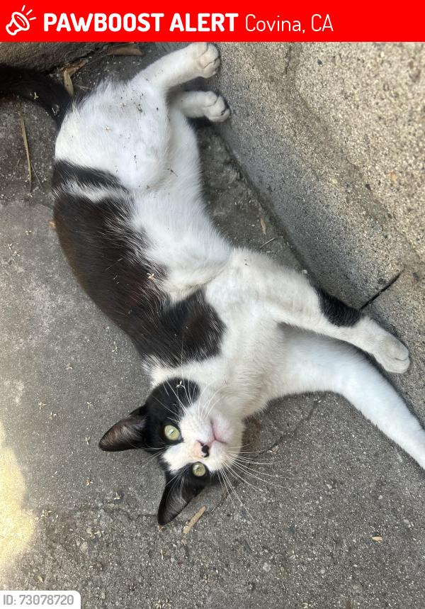 Lost Male Cat last seen Near n park ave, Covina, CA 91723
