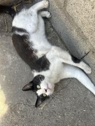 Lost Male Cat last seen Near n park ave, Covina, CA 91723