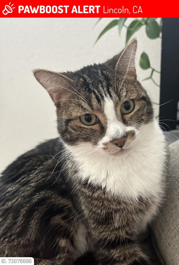 Lost Male Cat last seen Portillo, Lincoln, CA 95648