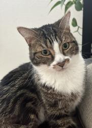 Lost Male Cat last seen Portillo, Lincoln, CA 95648