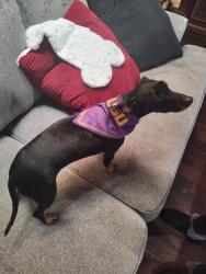 Reunited Male Dog last seen E. Broussard/Riverwoods/Deerpark Trail, Lafayette, LA 70508