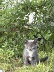 Found/Stray Unknown Cat last seen Gayton Rd & Gaskins Rd, Henrico County, VA 23229