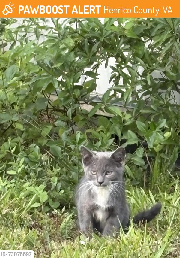 Found/Stray Unknown Cat last seen Gayton Rd & Gaskins Rd, Henrico County, VA 23229