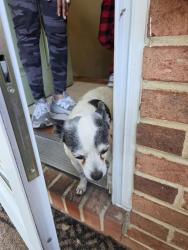 Reunited Male Dog last seen Suitland Rd and Pine Lane Dr, Morningside. Md, Camp Springs, MD 20746