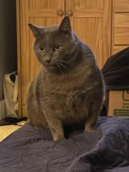 Lost Male Cat last seen Near Vaughn ave, San Jose, CA 95128