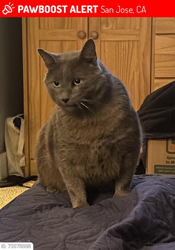 Lost Male Cat last seen Near Vaughn ave, San Jose, CA 95128