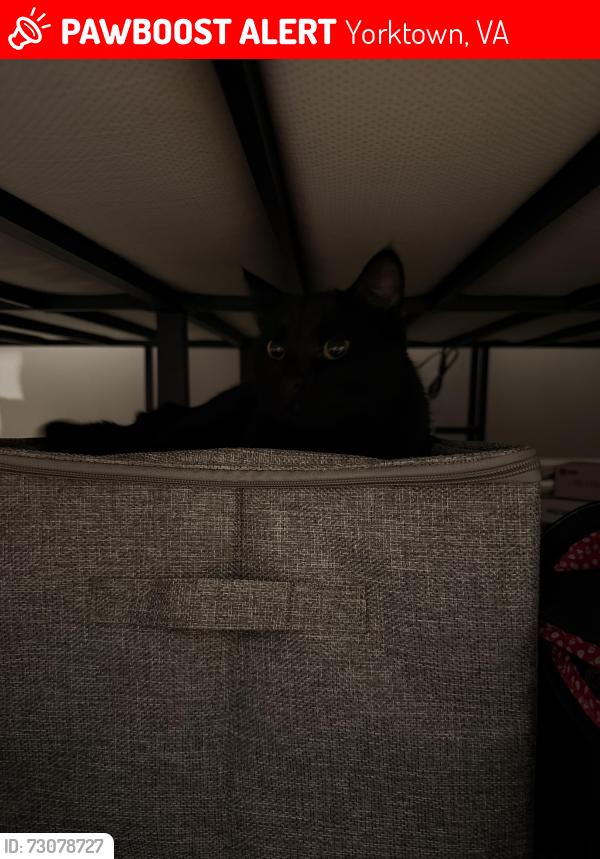 Lost Male Cat last seen Near york warwick dr, Yorktown, VA 23692