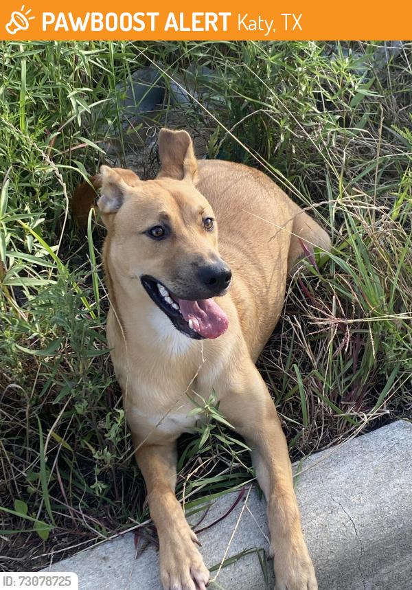 Found/Stray Female Dog last seen behind HEB on Morton and Kty/ Hockley, Katy, TX 77493