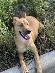 Found/Stray Female Dog last seen behind HEB on Morton and Kty/ Hockley, Katy, TX 77493