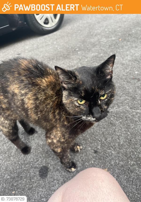Found/Stray Female Cat last seen Bend in the road, Watertown, CT 06795