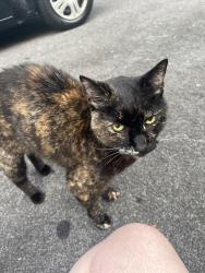 Found/Stray Female Cat last seen Bend in the road, Watertown, CT 06795