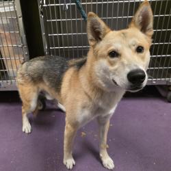 Found/Stray Male Dog last seen Near E Arbor Rd, Long Beach, CA 90808, Long Beach, CA 90808