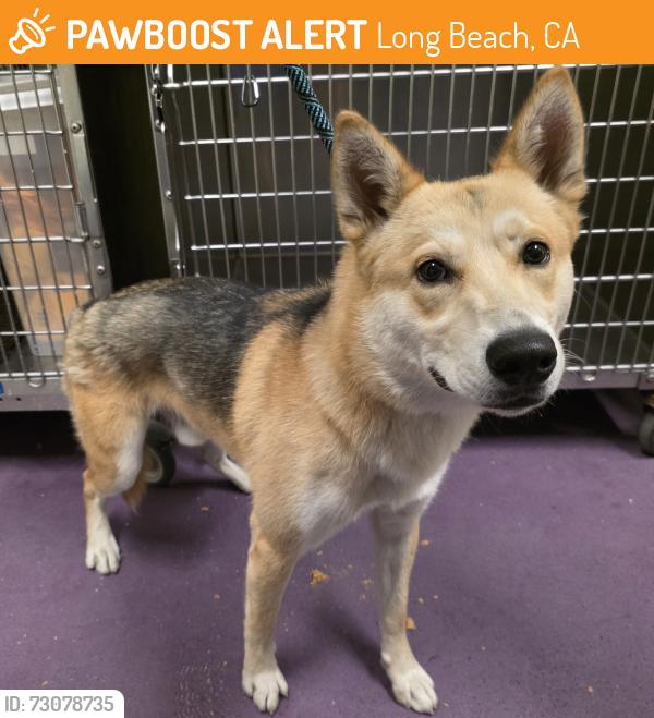 Found/Stray Male Dog last seen Near E Arbor Rd, Long Beach, CA 90808, Long Beach, CA 90808