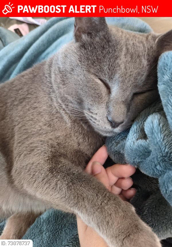 Lost Male Cat last seen Juliette avenue, Punchbowl, NSW 2196