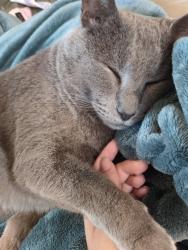 Lost Male Cat last seen Juliette avenue, Punchbowl, NSW 2196