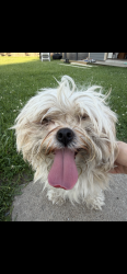 Reunited Female Dog last seen 63rd and lawndale , Chicago, IL 60629