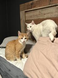 Lost Male Cat last seen Near wyomissing rd mohnton, Mohnton, PA 19540