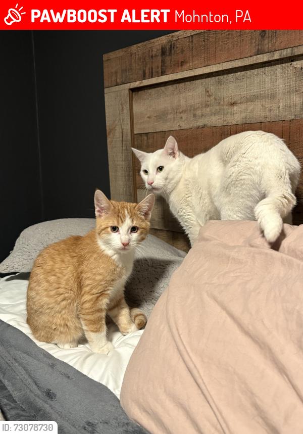 Lost Male Cat last seen Near wyomissing rd mohnton, Mohnton, PA 19540