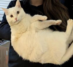 Lost Male Cat last seen Reynolds Road, Fords Prairie School, Harrison Village apmts, Centralia, WA 98531