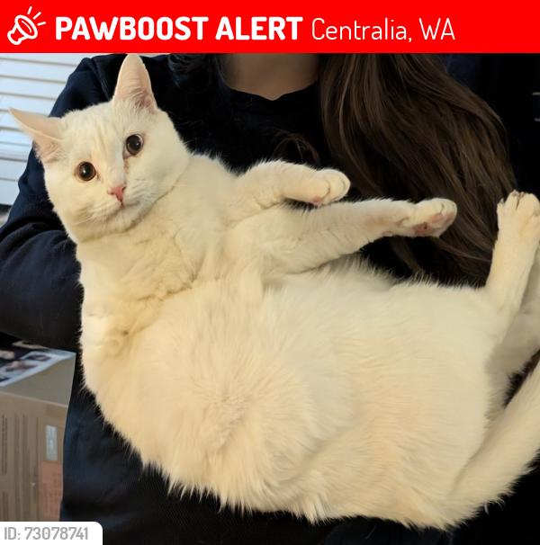 Lost Male Cat last seen Reynolds Road, Fords Prairie School, Harrison Village apmts, Centralia, WA 98531