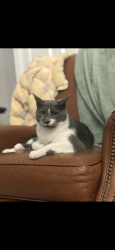 Lost Male Cat last seen Phifer Road and Paige road, Kings Mountain, NC 28086