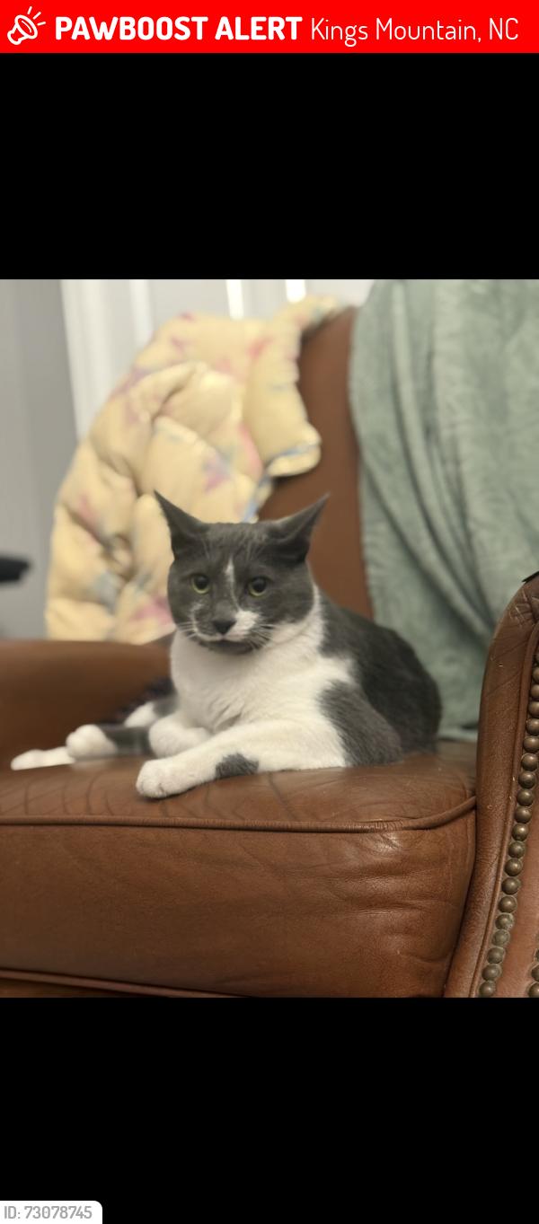 Lost Male Cat last seen Phifer Road and Paige road, Kings Mountain, NC 28086