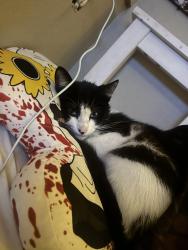 Lost Male Cat last seen Near n park ave, Covina, CA 91723