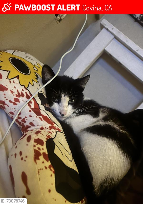 Lost Male Cat last seen Near n park ave, Covina, CA 91723
