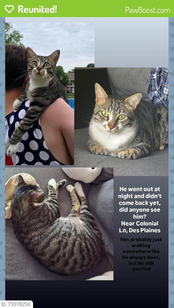 Reunited Male Cat last seen W Algonquin Rd, Des Plaines, 60016. Not so far from Friendship park, Des Plaines, IL 60016
