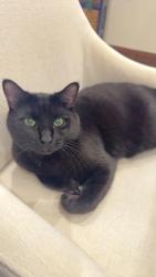 Lost Male Cat last seen Limerick Lane, Houston, TX 77024