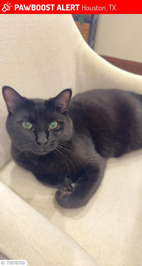 Lost Male Cat last seen Limerick Lane, Houston, TX 77024