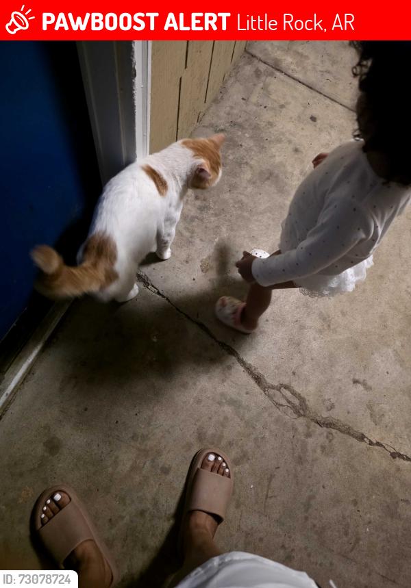 Lost Male Cat last seen Cerca de la michoacana, Little Rock, AR 72209