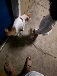 Lost Male Cat last seen Cerca de la michoacana, Little Rock, AR 72209