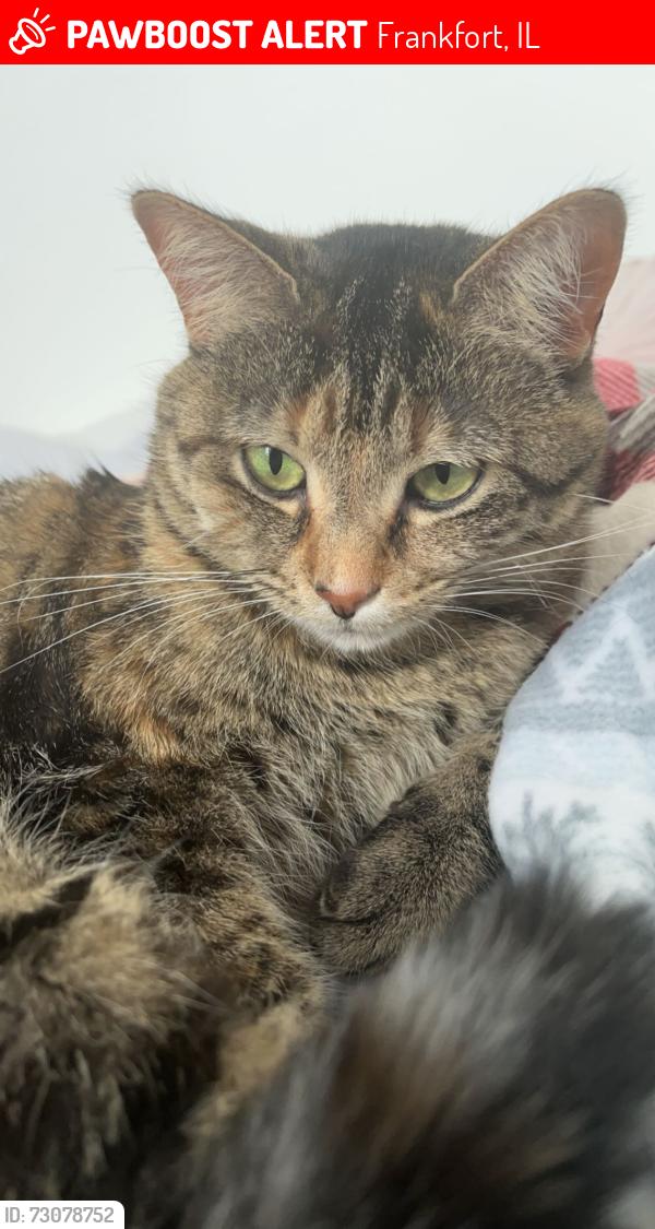 Lost Female Cat last seen Lincoln Way North. St. Francis and Harlem Ave. St. Francis and S Frankfort Square Rd., Frankfort, IL 60423