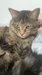 Lost Female Cat last seen Lincoln Way North. St. Francis and Harlem Ave. St. Francis and S Frankfort Square Rd., Frankfort, IL 60423