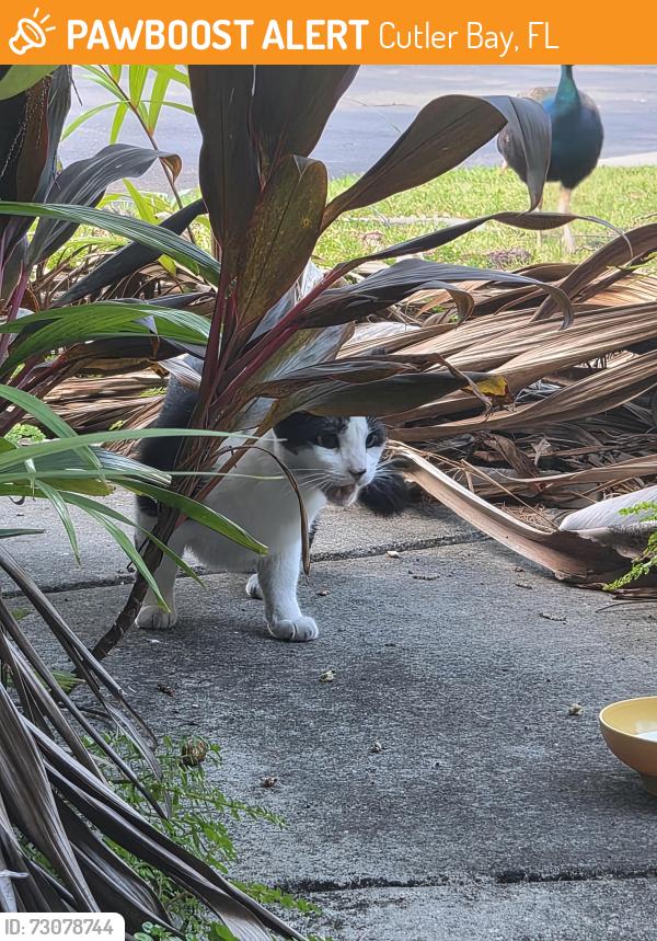 Found/Stray Unknown Cat last seen Sw 214th st and 92 ave, Cutler Bay, FL 33189