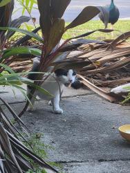 Found/Stray Unknown Cat last seen Sw 214th st and 92 ave, Cutler Bay, FL 33189