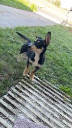 Found/Stray Female Dog last seen gollihar, Corpus Christi, TX 78415