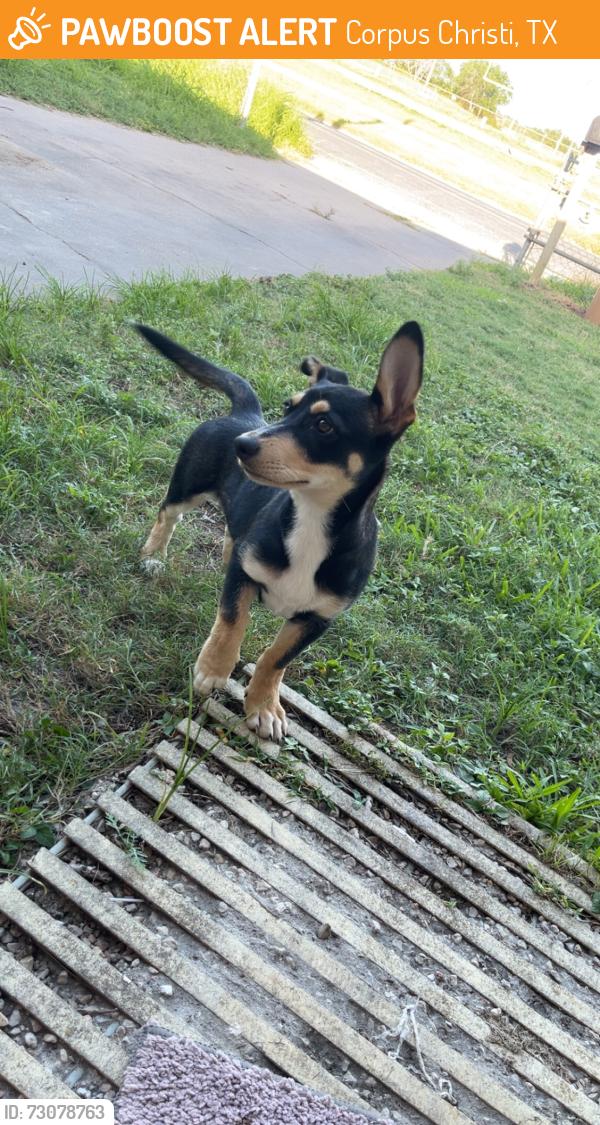 Found/Stray Female Dog last seen gollihar, Corpus Christi, TX 78415