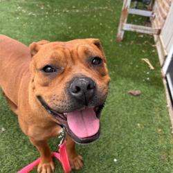 Reunited Female Dog last seen N 77th Ave & W Cortland St, Elmwood Park, IL 60707