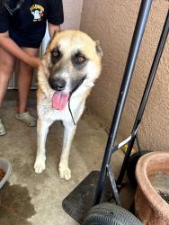 Found/Stray Male Dog last seen Charleston and Lamb, Las Vegas, NV 89104