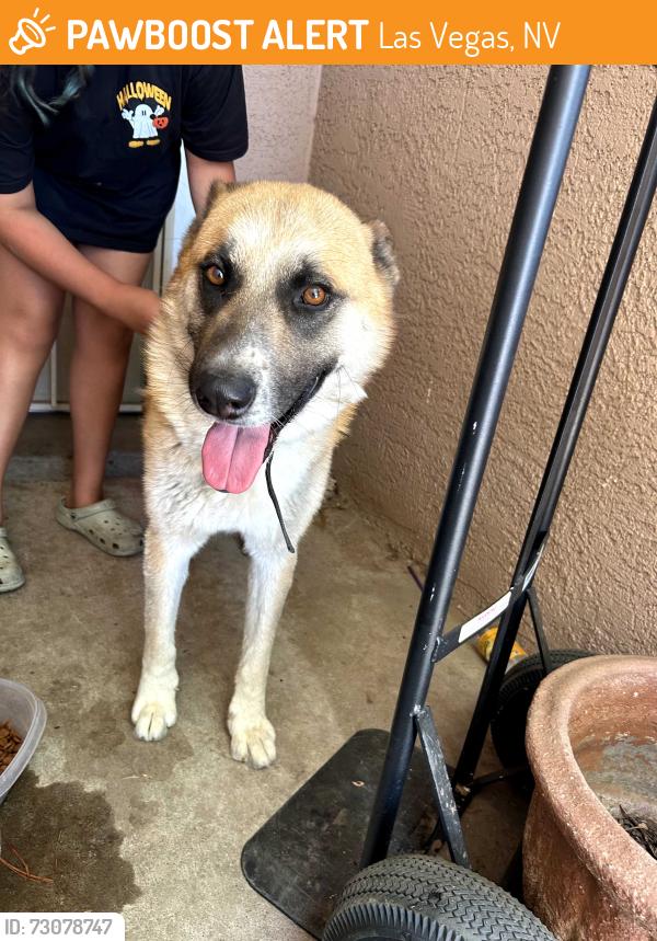 Found/Stray Male Dog last seen Charleston and Lamb, Las Vegas, NV 89104