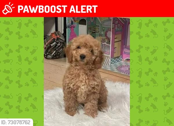 Lost Male Dog last seen White Rock, Sacramento County, CA 95742