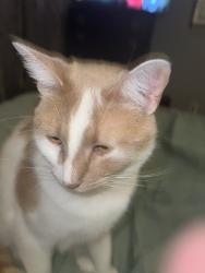 Lost Male Cat last seen Union and Alger, Grand Rapids, MI 49507