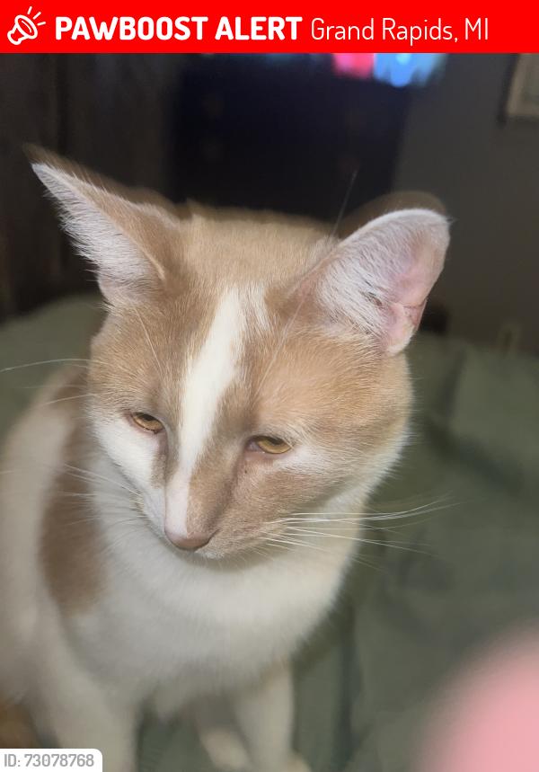 Lost Male Cat last seen Union and Alger, Grand Rapids, MI 49507