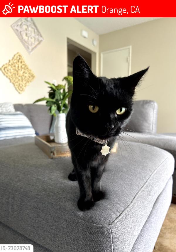 Lost Female Cat last seen Garfield and Sacramento, Orange, CA 92867