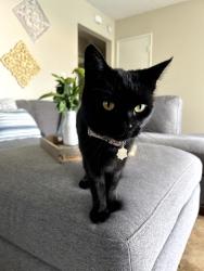 Lost Female Cat last seen Garfield and Sacramento, Orange, CA 92867