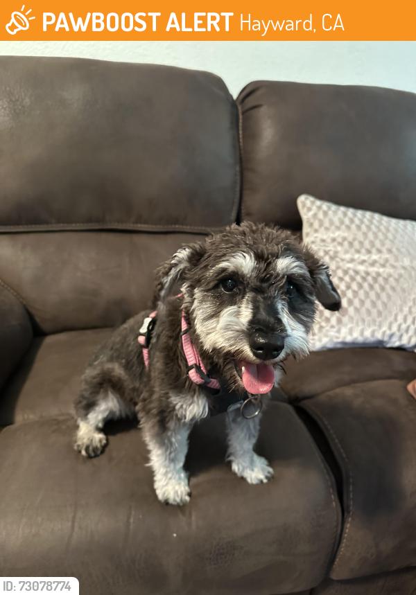 Found/Stray Female Dog last seen Portsmouth , Hayward, CA 94545